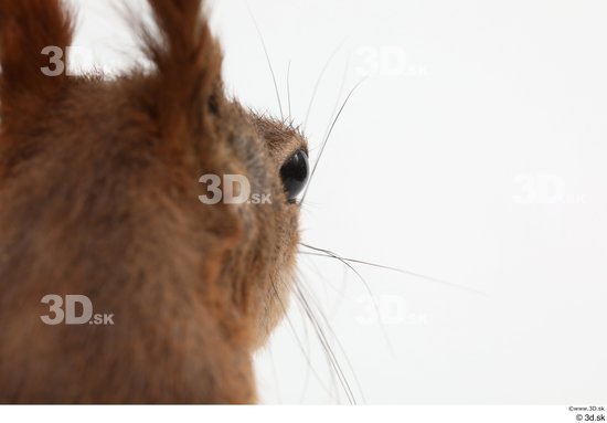 Ear Squirrel Animal photo references