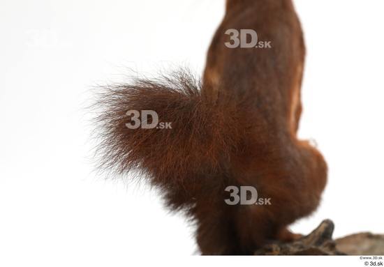 Tail Squirrel Animal photo references