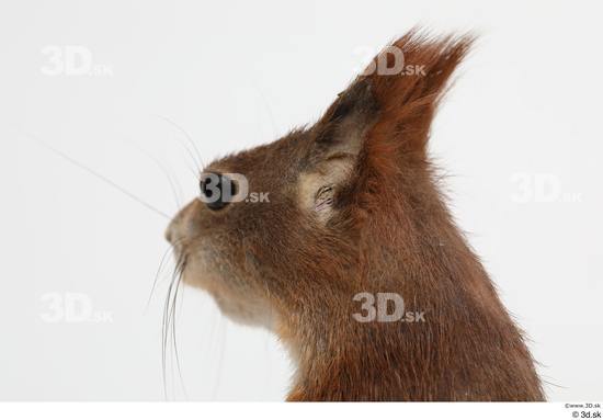 Head Squirrel Animal photo references