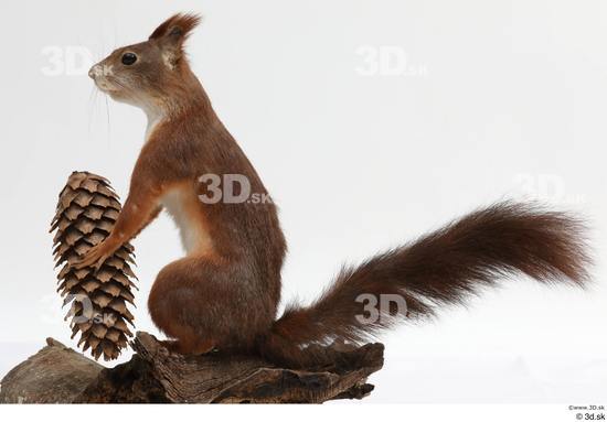 Whole Body Squirrel Animal photo references