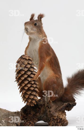 Whole Body Squirrel Animal photo references