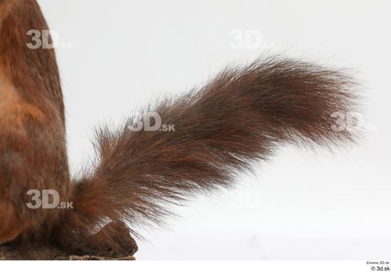 Tail Squirrel Animal photo references