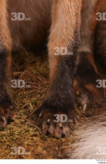 Leg Foot Fox Animal photo references