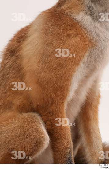 Leg Fox Animal photo references