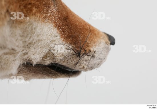 Mouth Fox Animal photo references