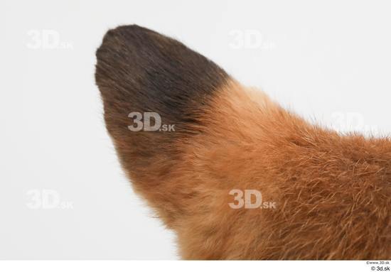 Ear Fox Animal photo references