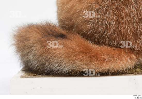 Tail Fox Animal photo references