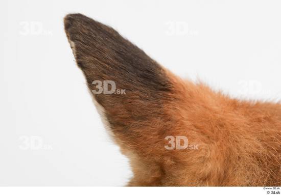 Ear Fox Animal photo references