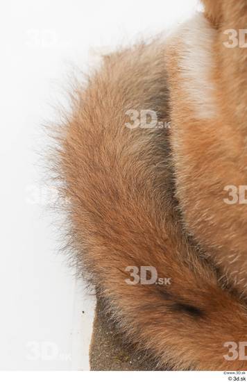 Tail Fox Animal photo references