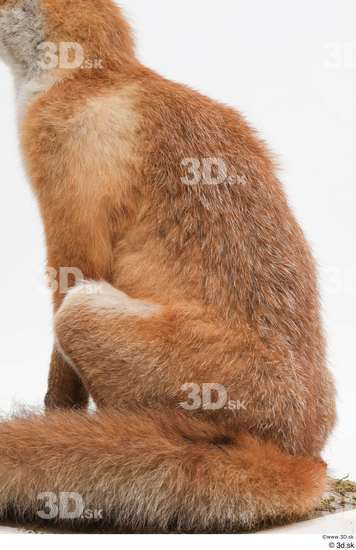 Whole Body Fox Animal photo references