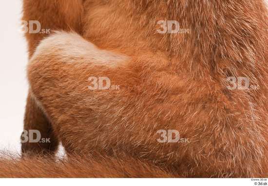 Leg Fox Animal photo references