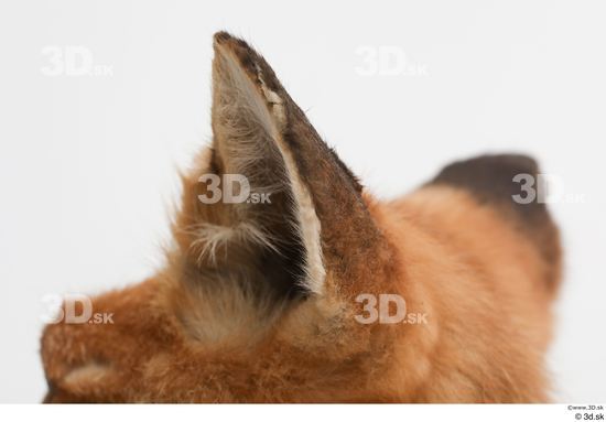 Ear Fox Animal photo references