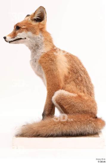 Whole Body Fox Animal photo references