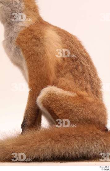 Whole Body Fox Animal photo references