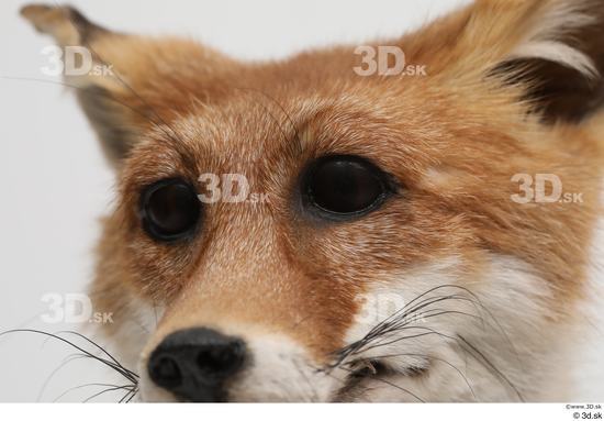 Eye Fox Animal photo references