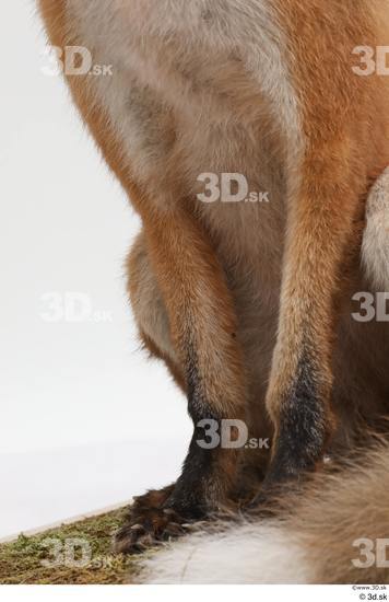 Leg Fox Animal photo references