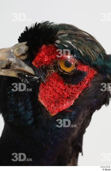 Eye Pheasant Animal photo references