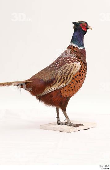 Whole Body Pheasant Animal photo references