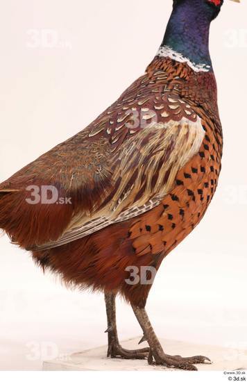 Whole Body Pheasant Animal photo references