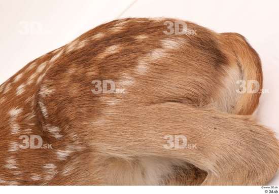 Leg Deer Animal photo references