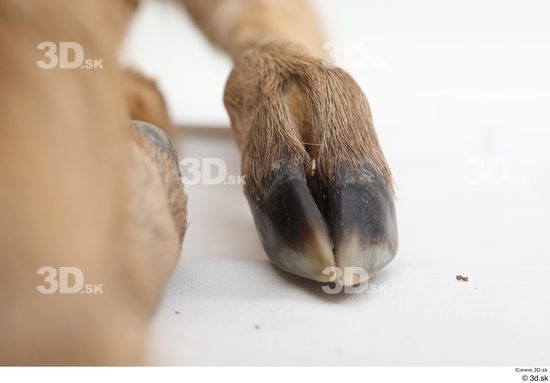 Foot Deer Animal photo references