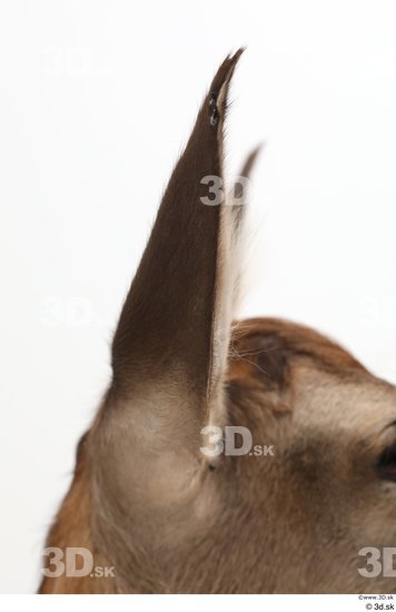 Ear Deer Animal photo references