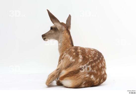 Whole Body Deer Animal photo references