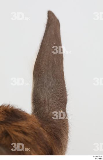 Ear Deer Animal photo references