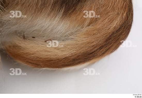 Tail Deer Animal photo references