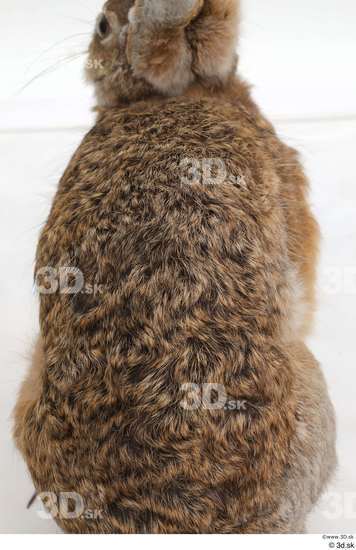 Back Rabbit Animal photo references