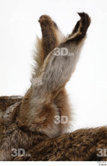 Ear Rabbit Animal photo references