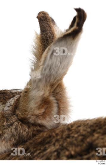 Ear Rabbit Animal photo references