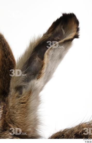 Ear Rabbit Animal photo references