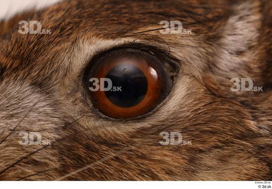 Eye Rabbit Animal photo references