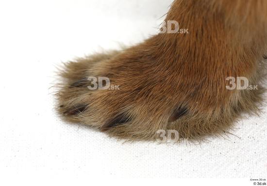 Foot Rabbit Animal photo references