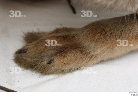 Foot Rabbit Animal photo references