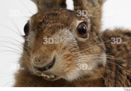 Head Rabbit Animal photo references