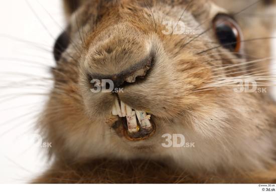 Mouth Nose Rabbit Animal photo references