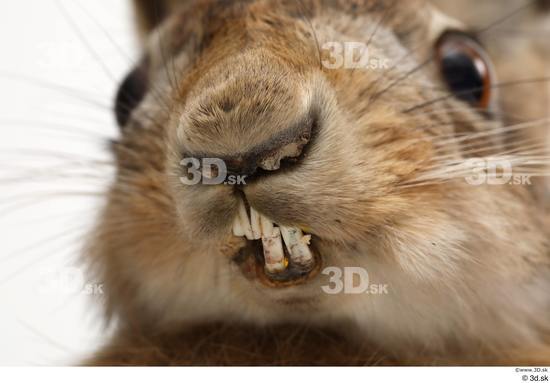 Mouth Nose Rabbit Animal photo references