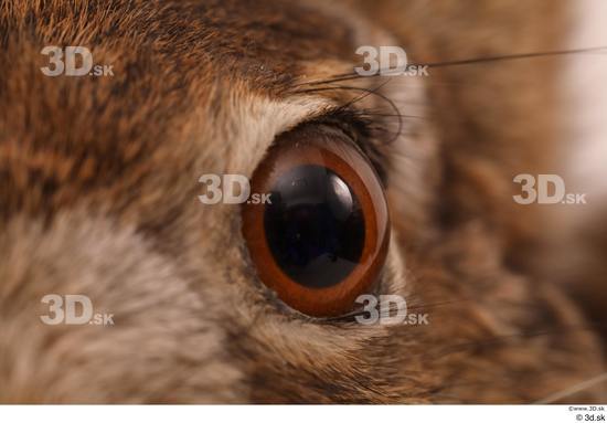 Eye Rabbit Animal photo references