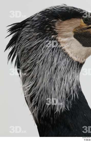 Head Bird Animal photo references