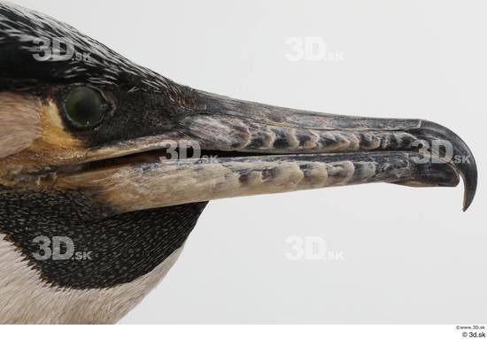 Head Bird Animal photo references