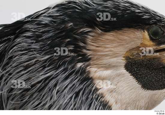 Head Bird Animal photo references