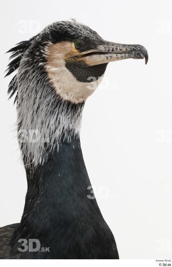 Head Bird Animal photo references