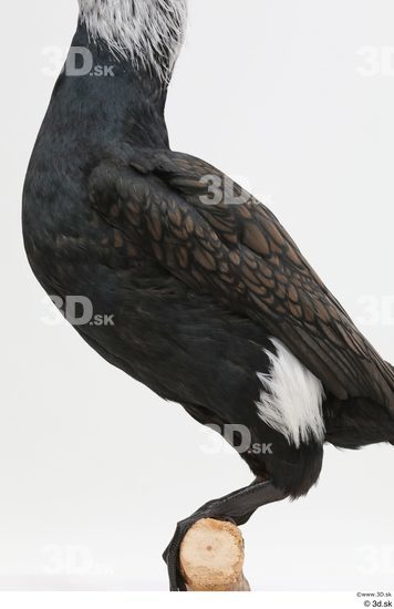 Whole Body Bird Animal photo references