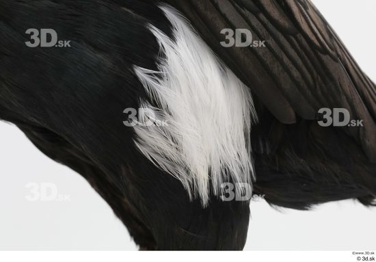 Leg Bird Animal photo references