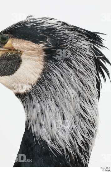 Head Bird Animal photo references