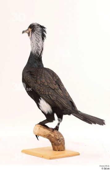 Whole Body Bird Animal photo references