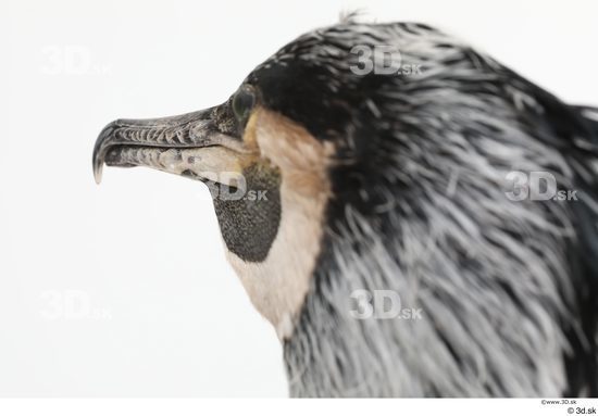 Head Bird Animal photo references