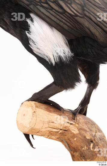 Leg Bird Animal photo references